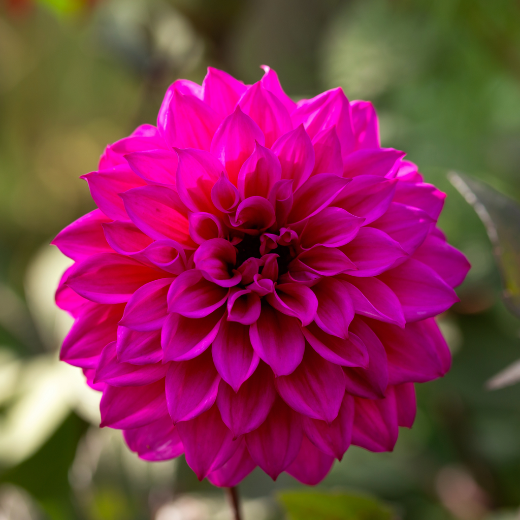 Dahlia Thomas Edison | Premium Dinnerplate Dahlia