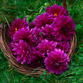 Dahlia Thomas Edison | Premium Dinnerplate Dahlia