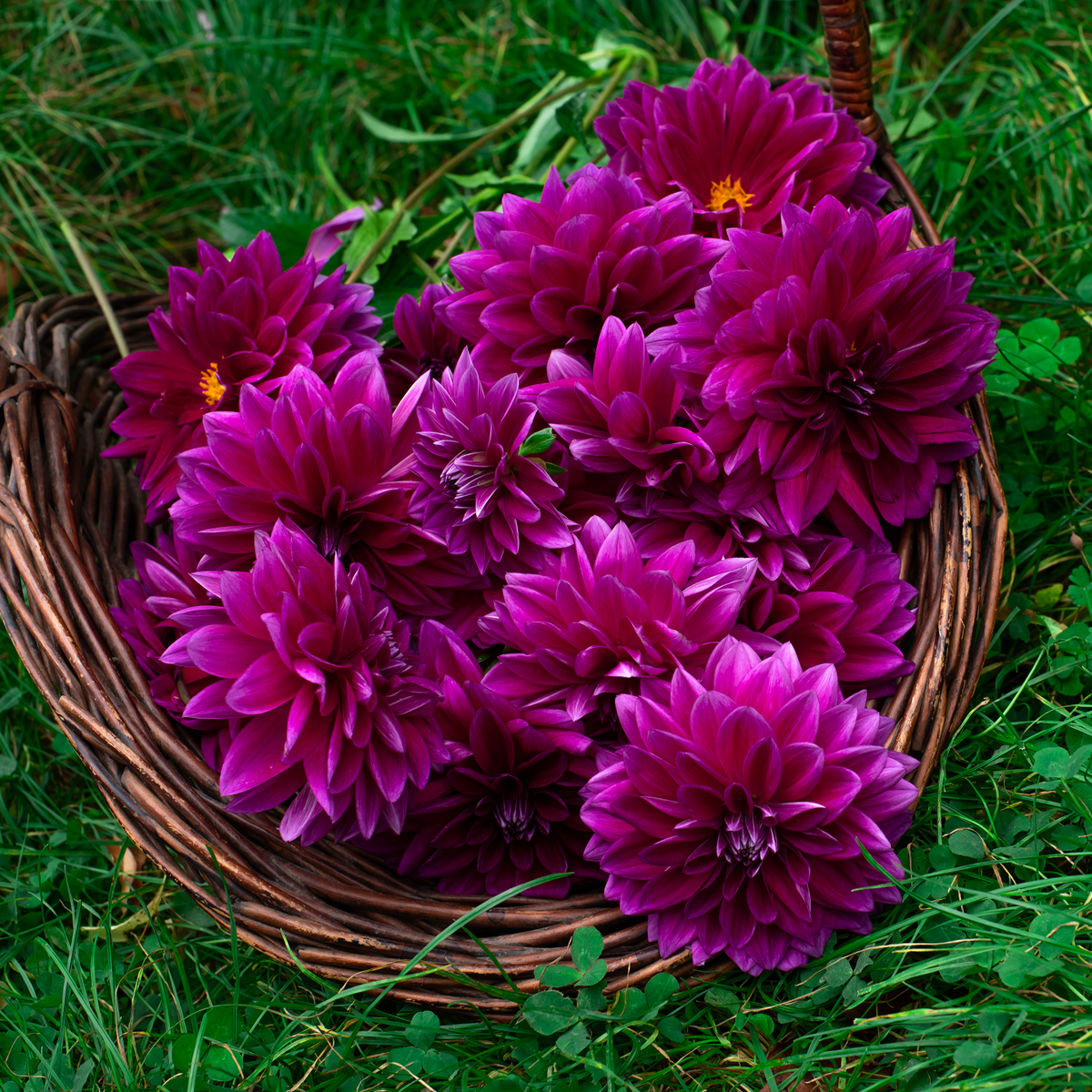 Dahlia Thomas Edison | Premium Dinnerplate Dahlia