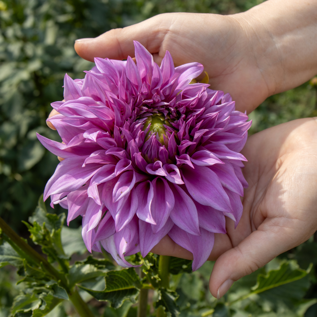 Dahlia Vassio Meggos | Premium Dinnerplate Dahlia