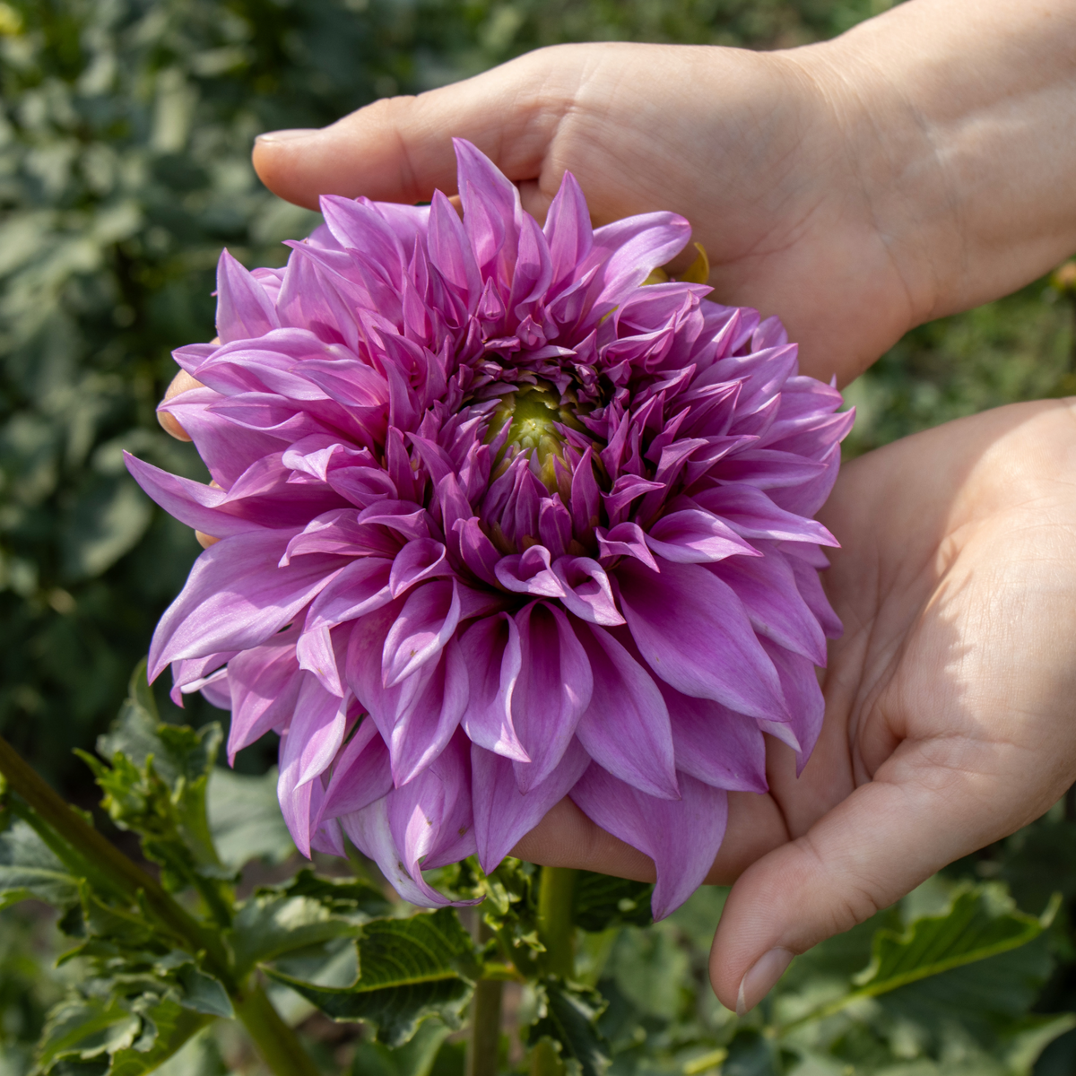 Dahlia Vassio Meggos | Premium Dinnerplate Dahlia