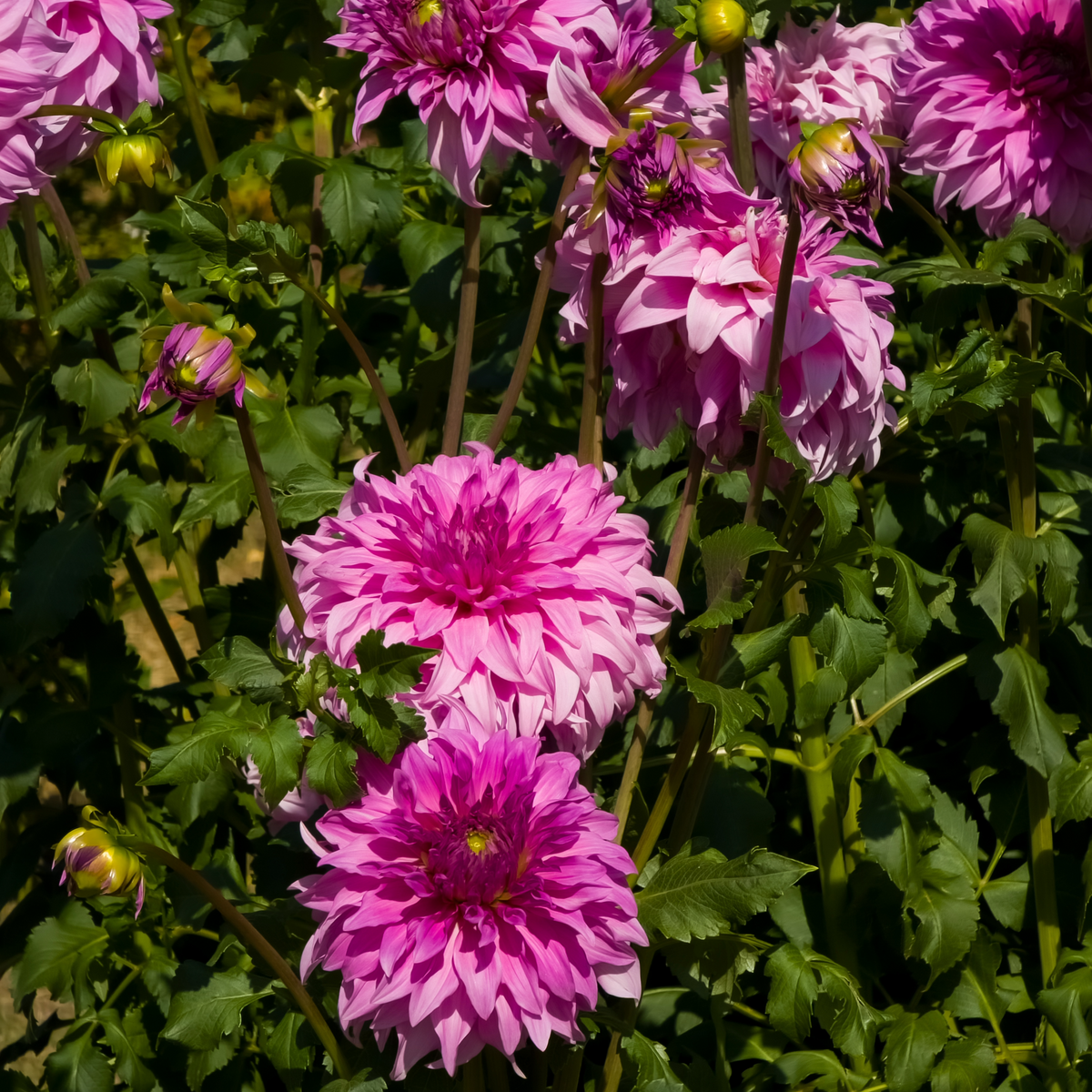 Dahlia Vassio Meggos | Premium Dinnerplate Dahlia