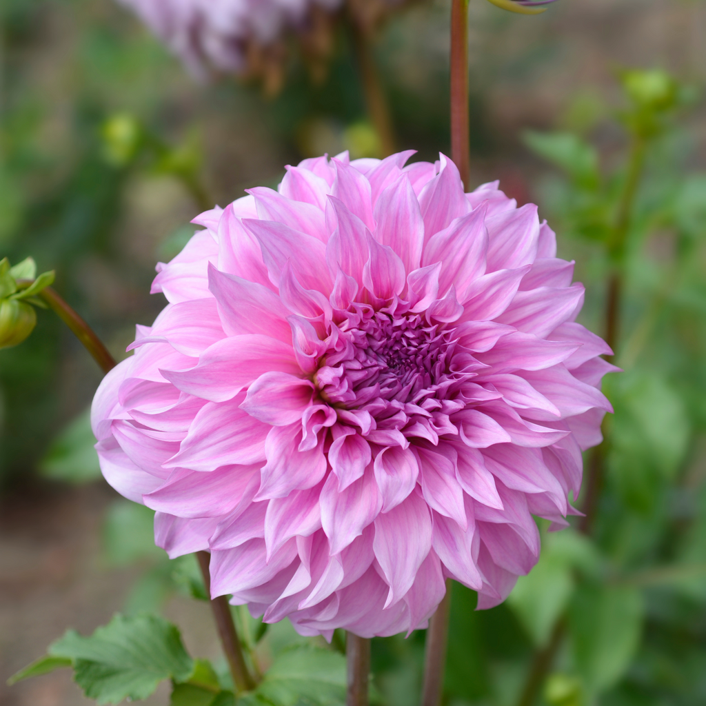 Dahlia Vassio Meggos | Premium Dinnerplate Dahlia