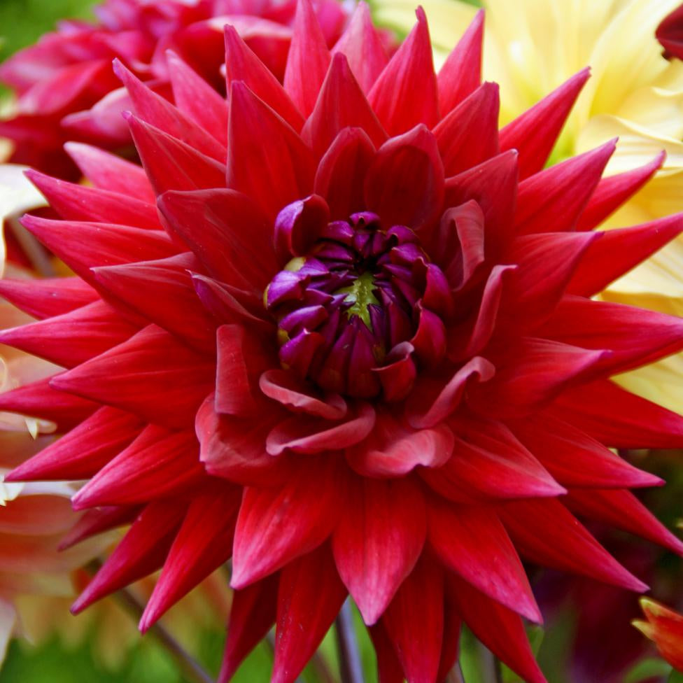 Dahlia Witteman's Best | Cactus Dahlia