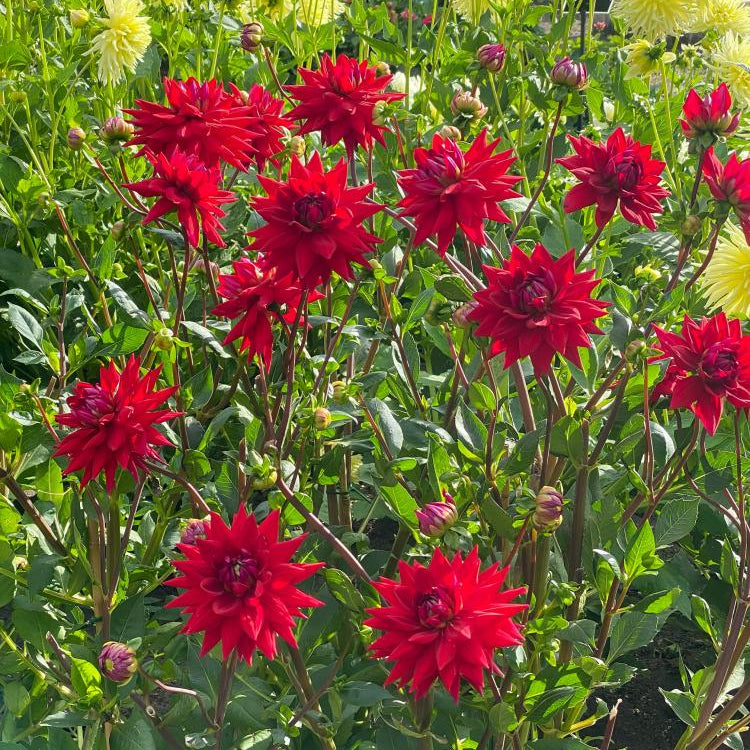 Dahlia Witteman's Best | Cactus Dahlia