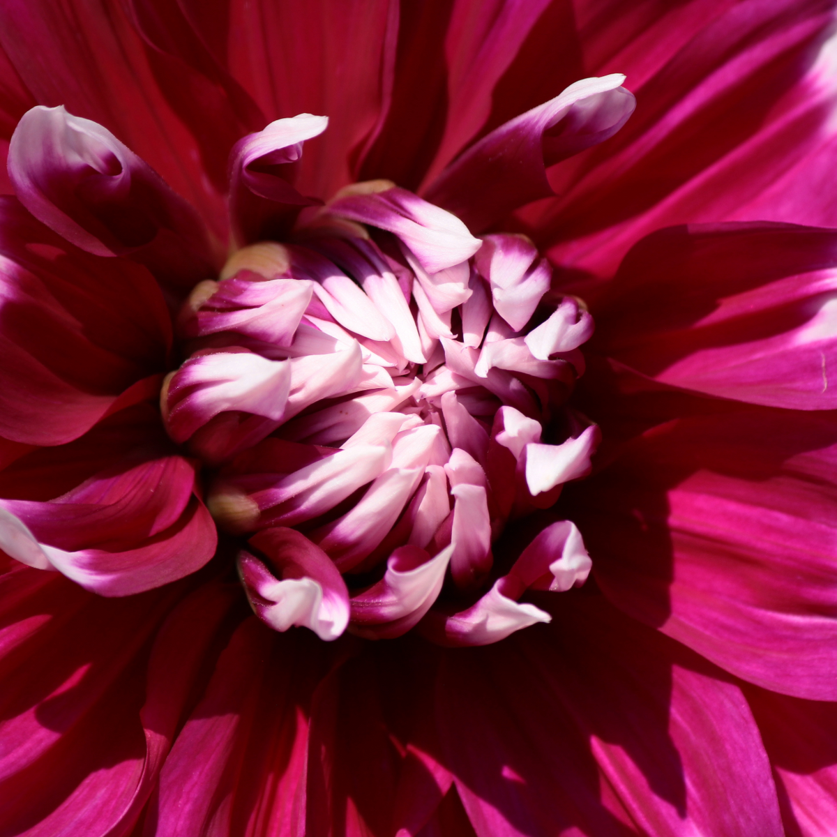 Dahlia Yarra Falls | Premium Decorative Dahlia