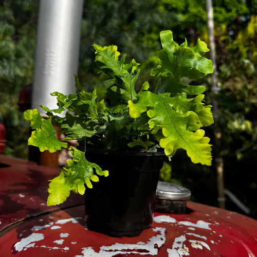 Blue Star 'Davana' Fern | Phlebodium aureum 'Davana'