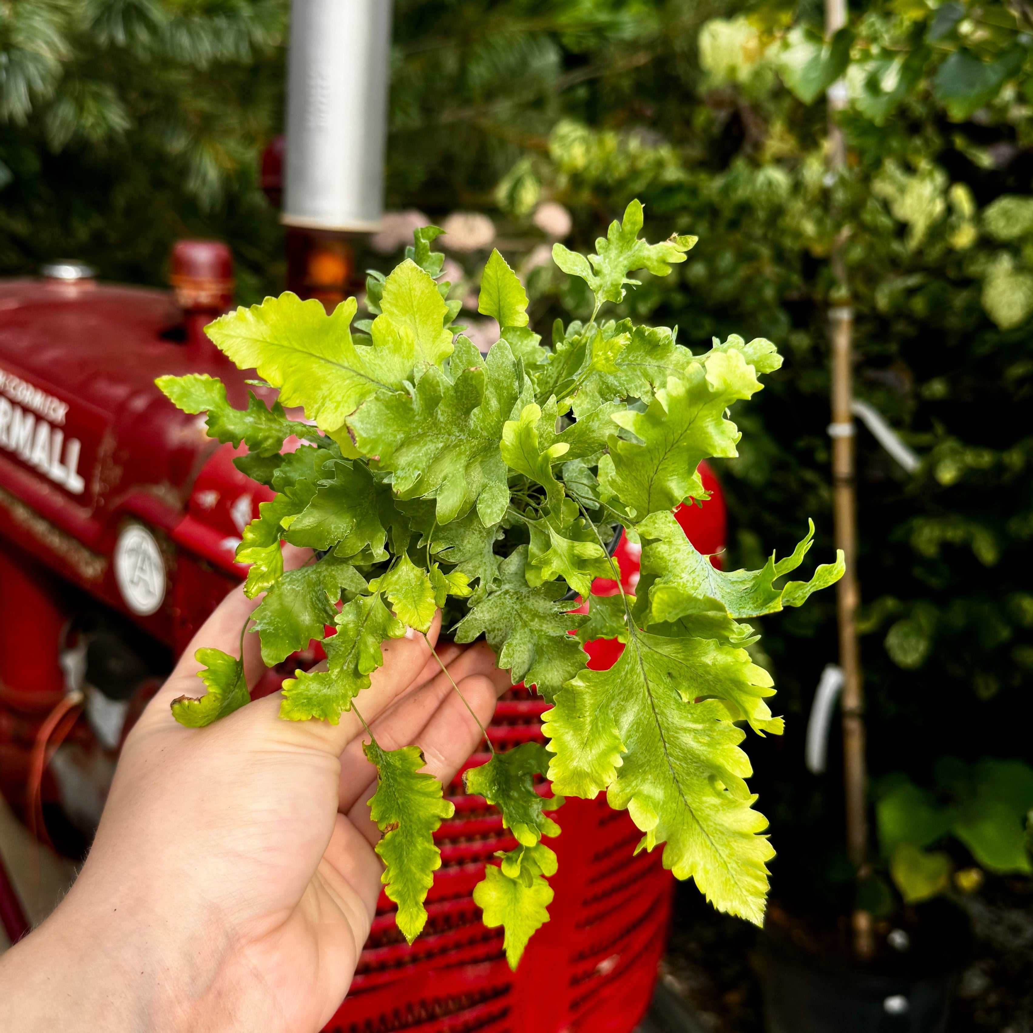 Blue Star 'Davana' Fern | Phlebodium aureum 'Davana'