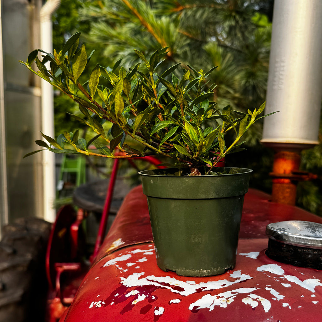 Dwarf Gardenia | Gardenia jasminoides 'Radicans'