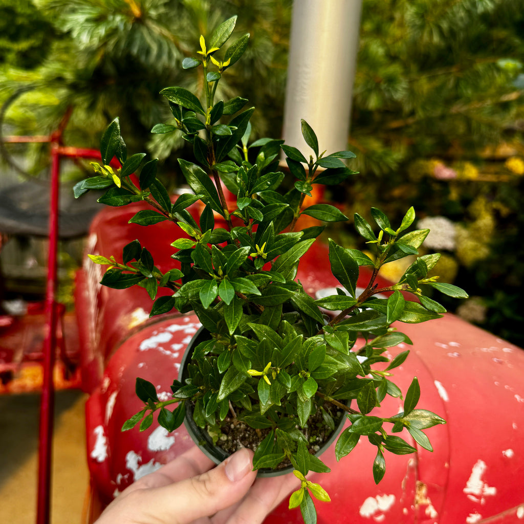 Dwarf Gardenia | Gardenia jasminoides 'Radicans'