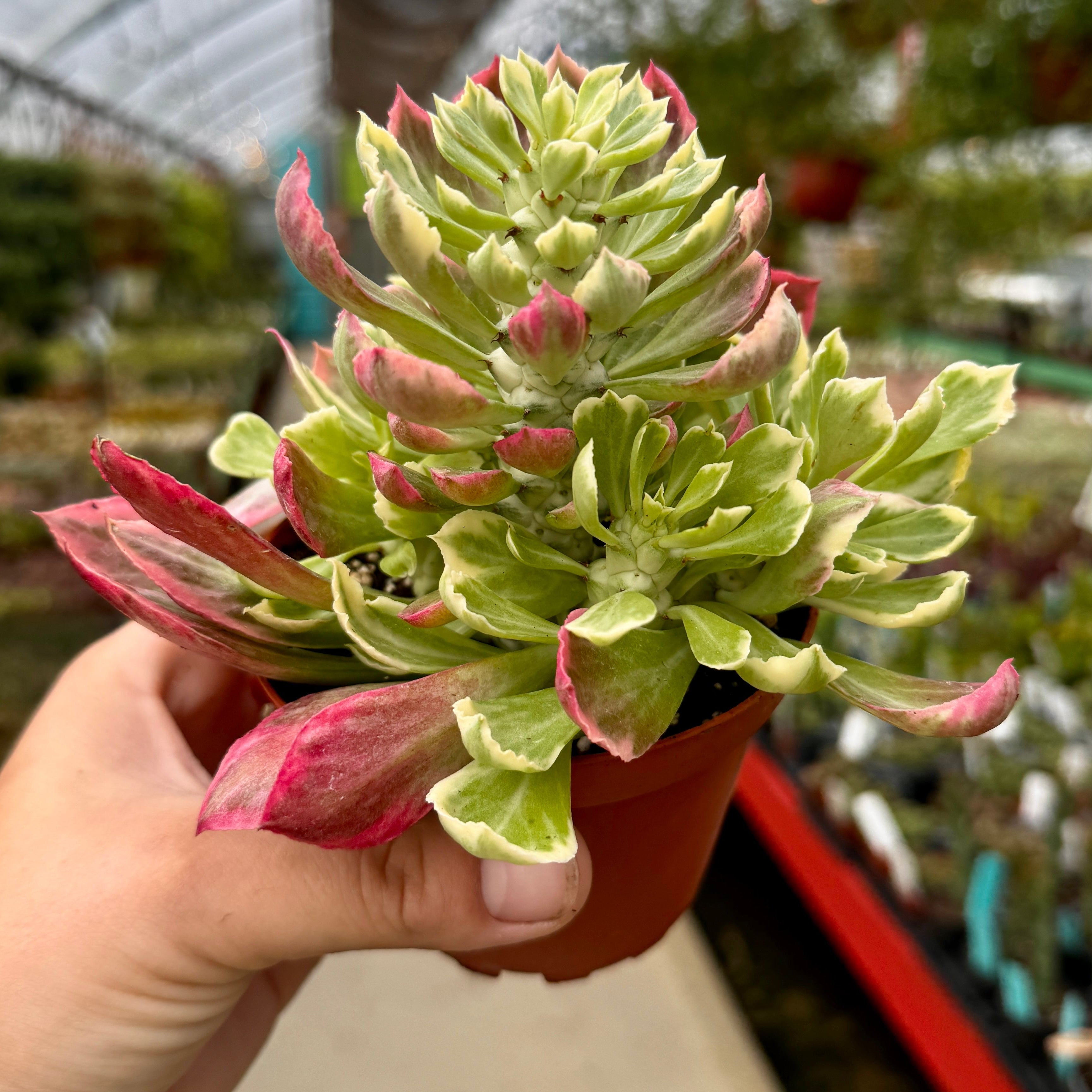 Euphorbia Ritchiei Variegata