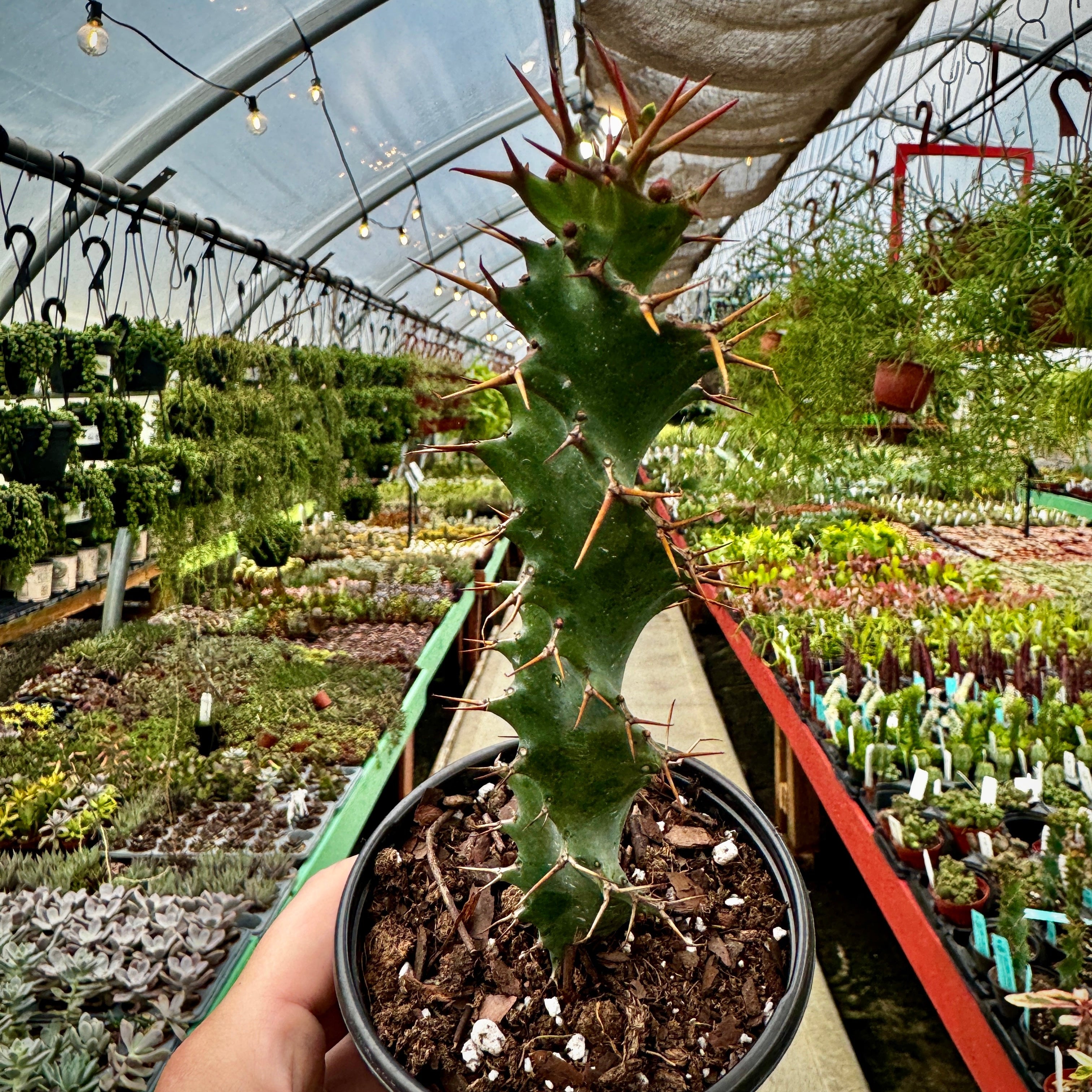 Euphorbia 'tortilis'