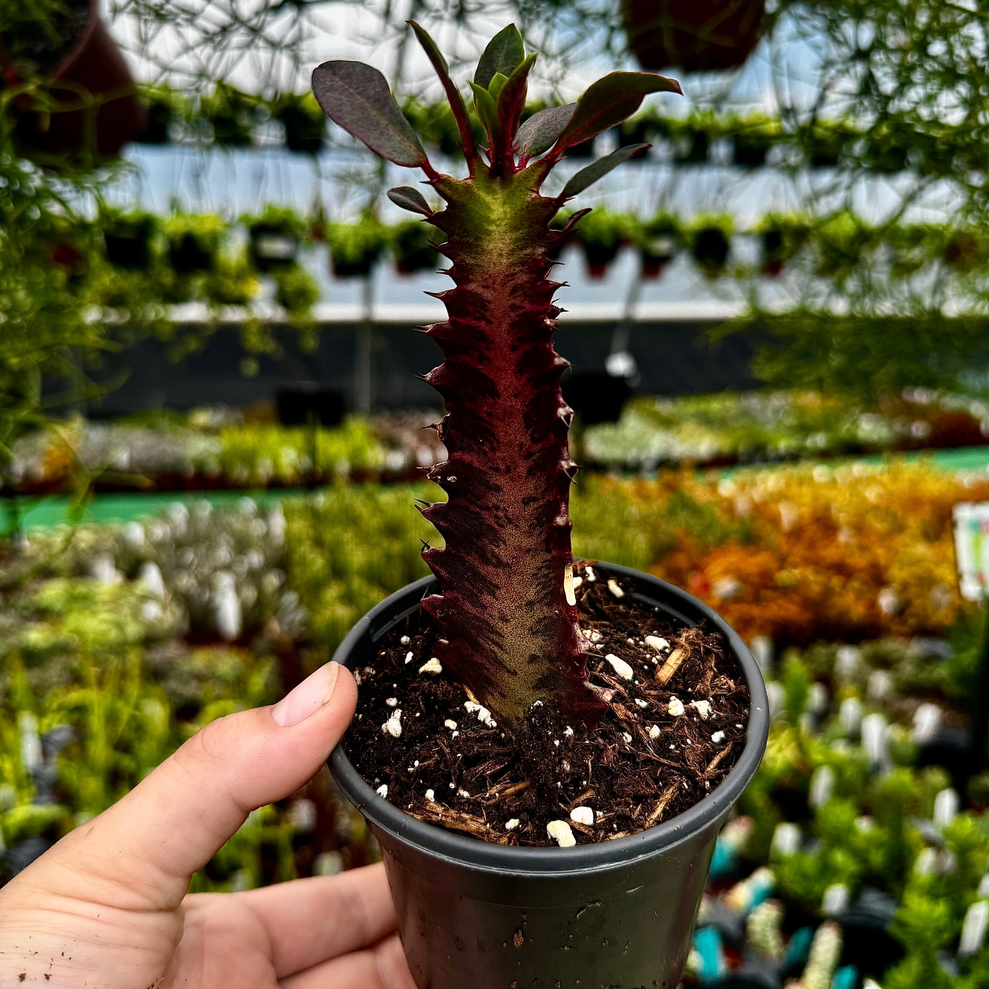 African Milk Tree | Euphorbia trigona 'Royal Red'
