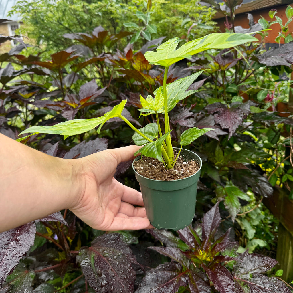 Fatsia Japonica 'Camoflage'