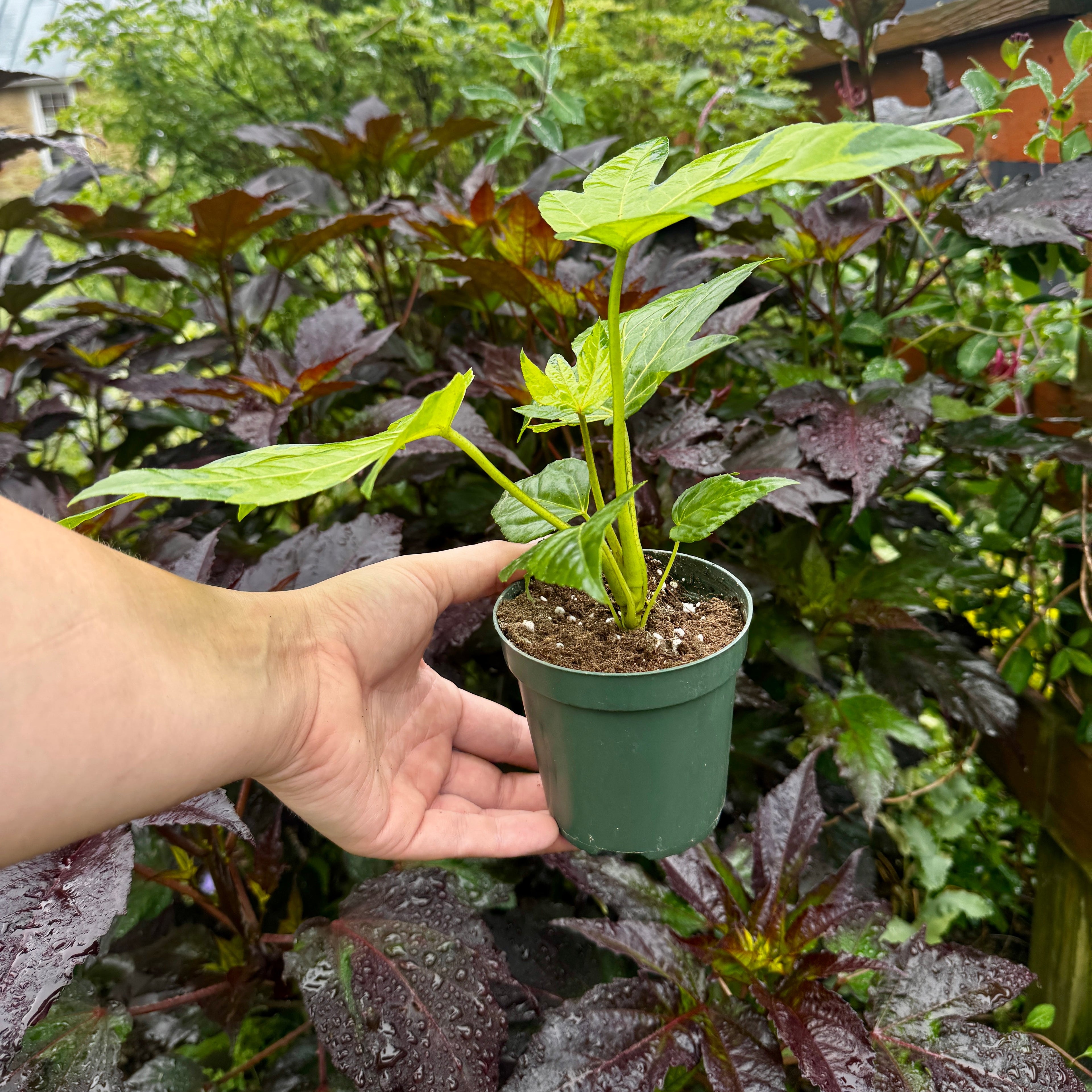 Fatsia Japonica 'Camoflage'