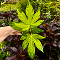 Fatsia Japonica 'Camoflage'