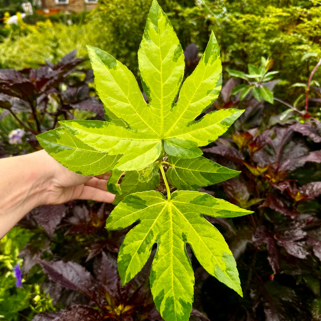 Fatsia Japonica 'Camoflage'