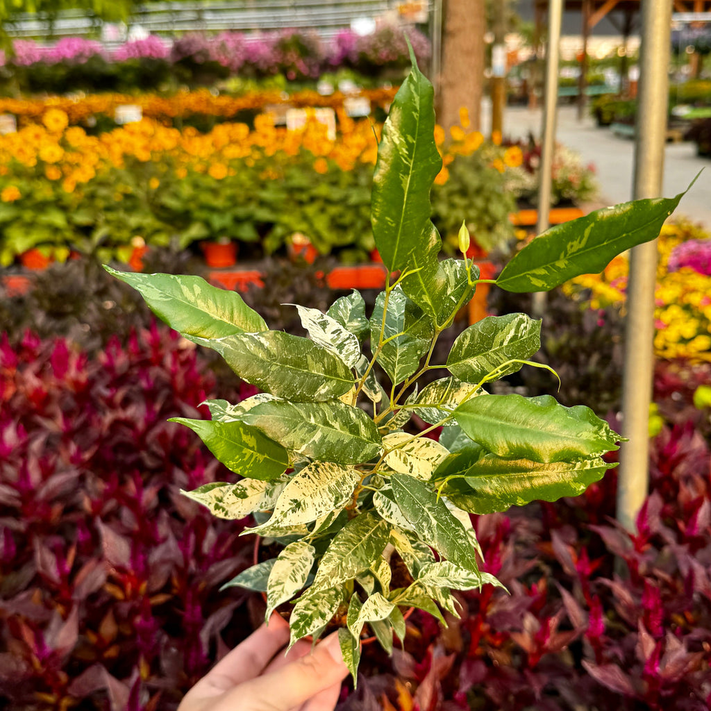 Ficus Benjamina 'El Dorado'