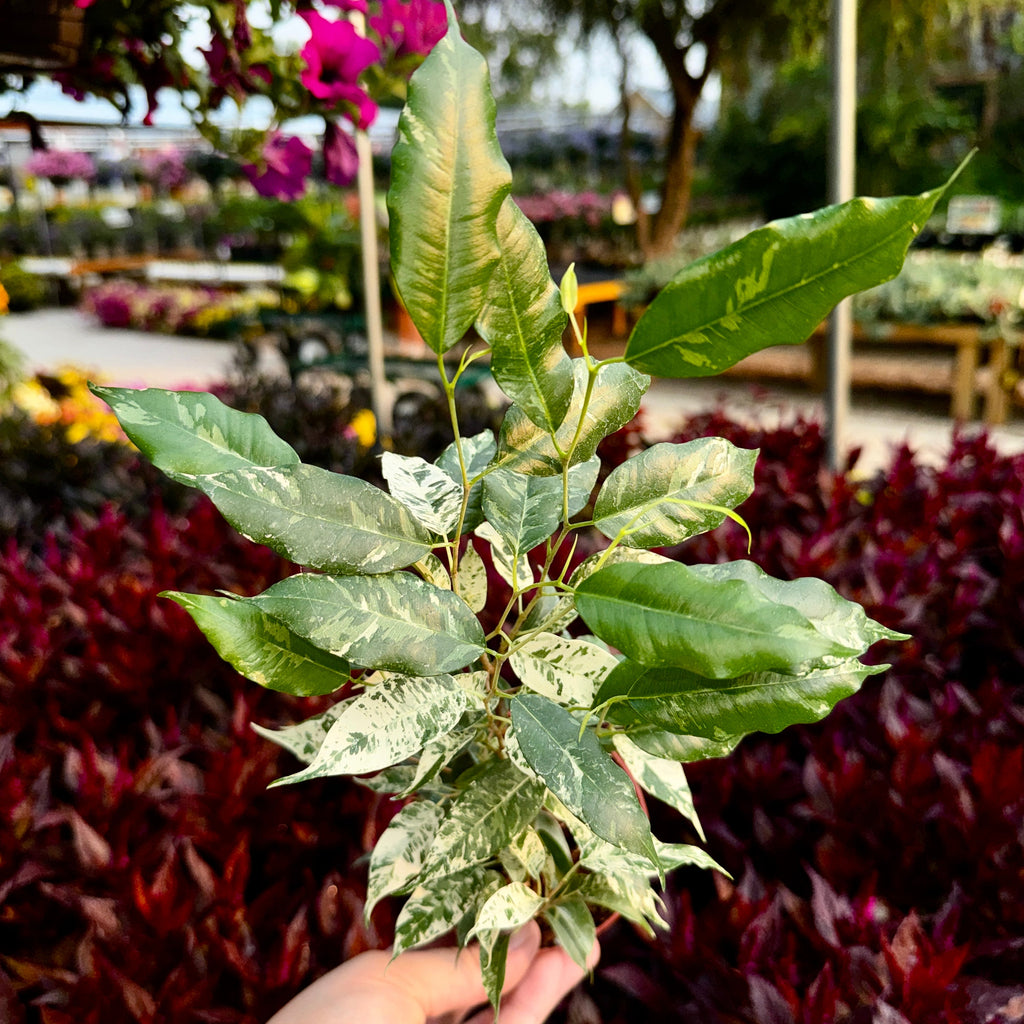 Ficus Benjamina 'El Dorado'