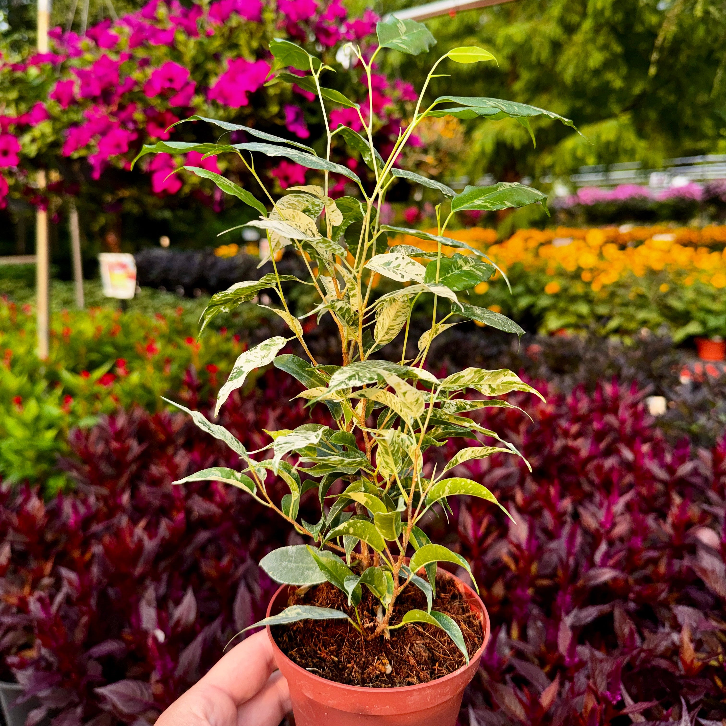 Ficus Benjamina 'El Dorado'