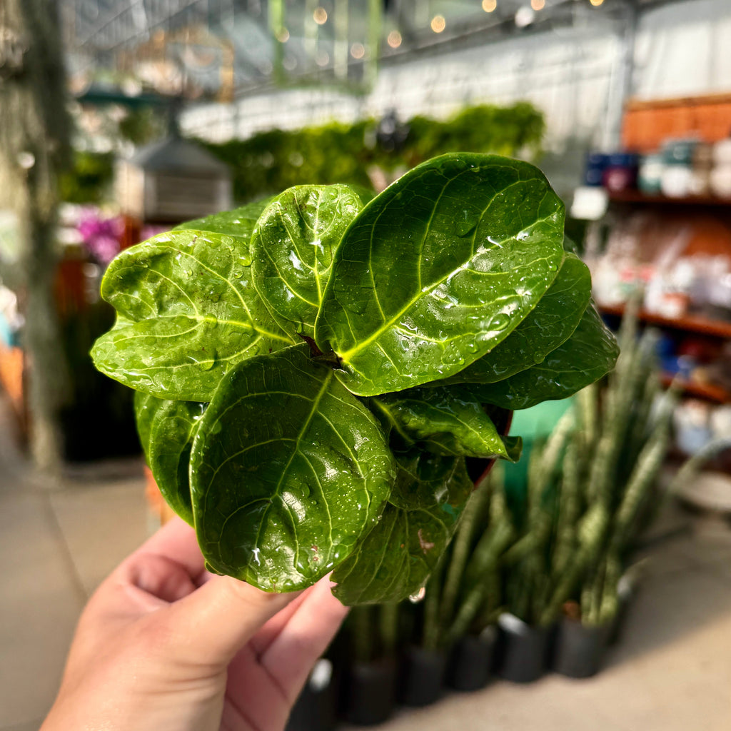 Fiddle Leaf Fig | 4" Ficus Lyrata