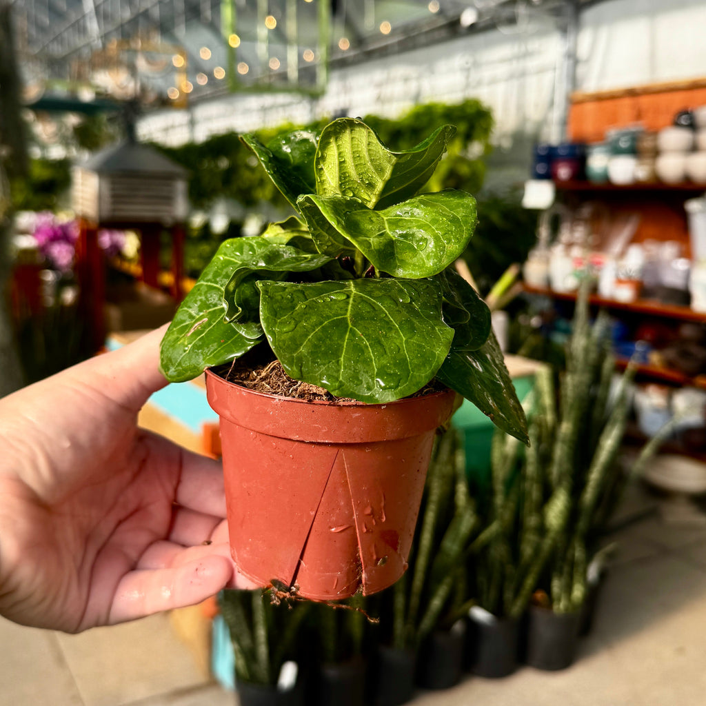 Fiddle Leaf Fig | 4" Ficus Lyrata