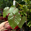 Strangler Fig | Ficus Petiolaris