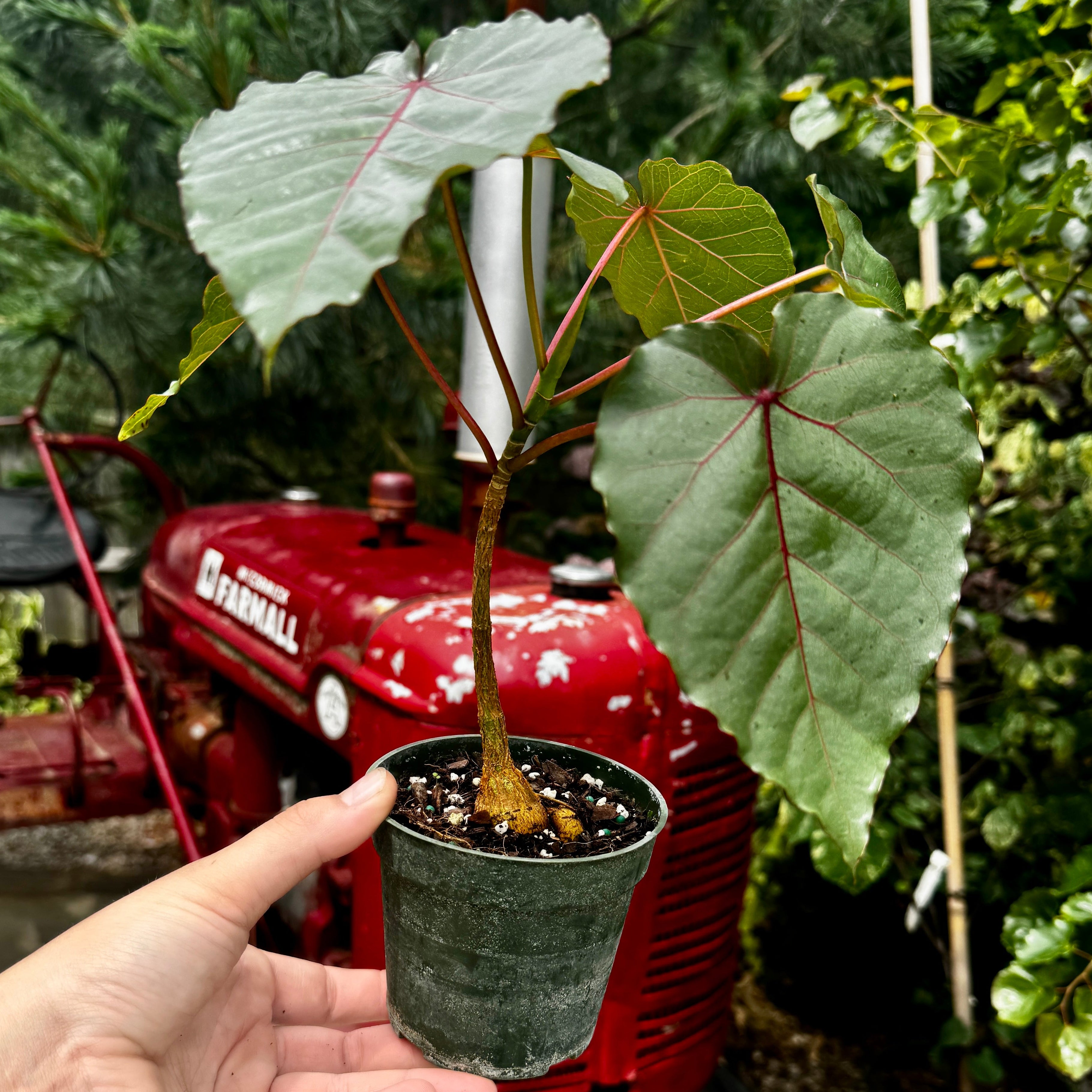 Strangler Fig | Ficus Petiolaris