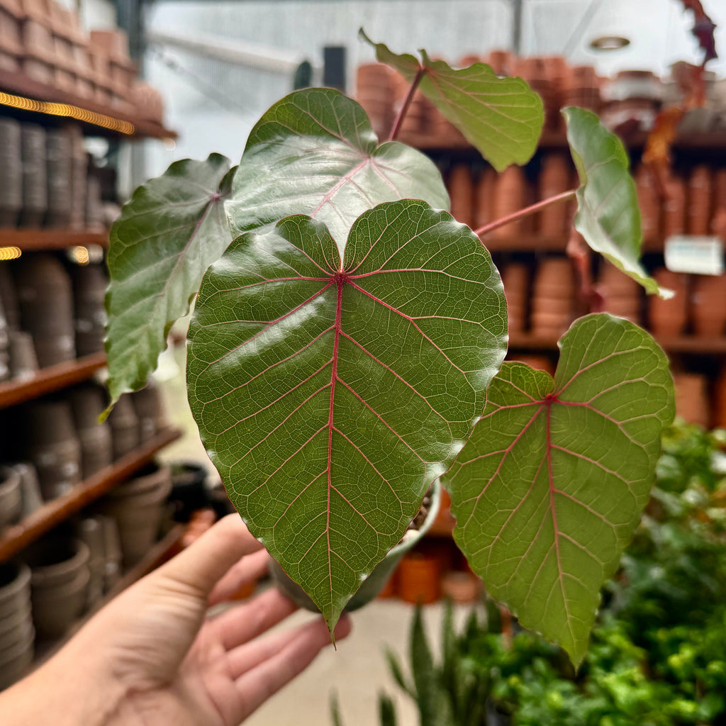 Strangler Fig | Ficus Petiolaris