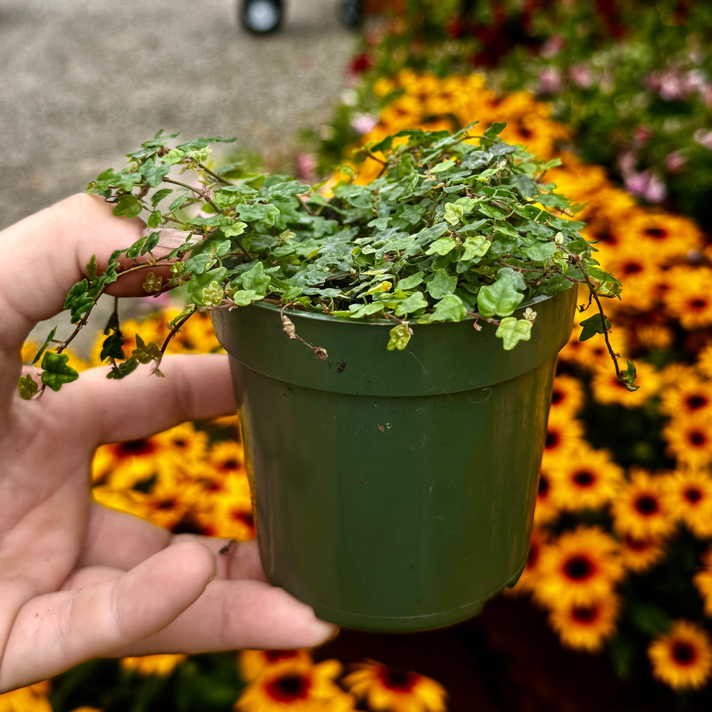 String of Frogs | Ficus Quercifolia