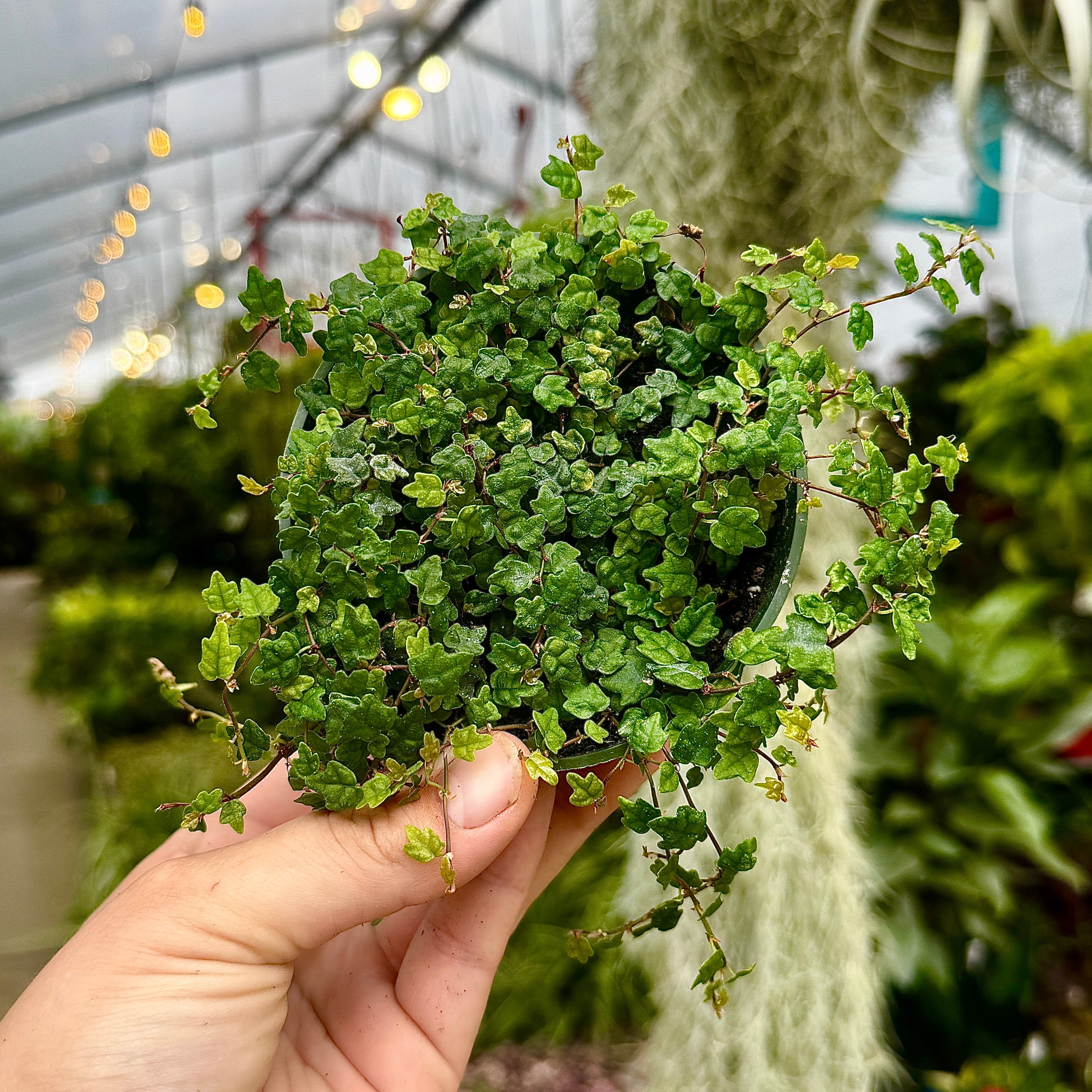 String of Frogs | Ficus Quercifolia