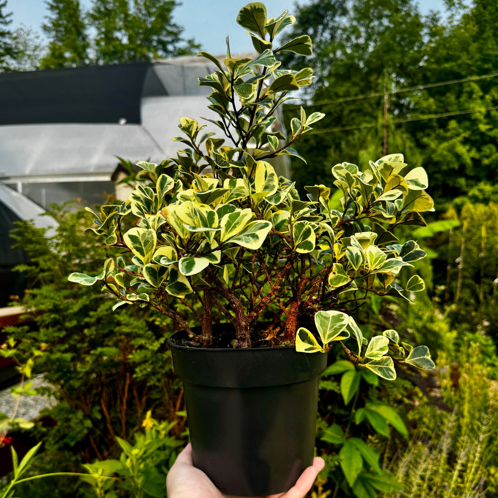 Triangle Leaf Fig | Ficus Triangularis Variegata