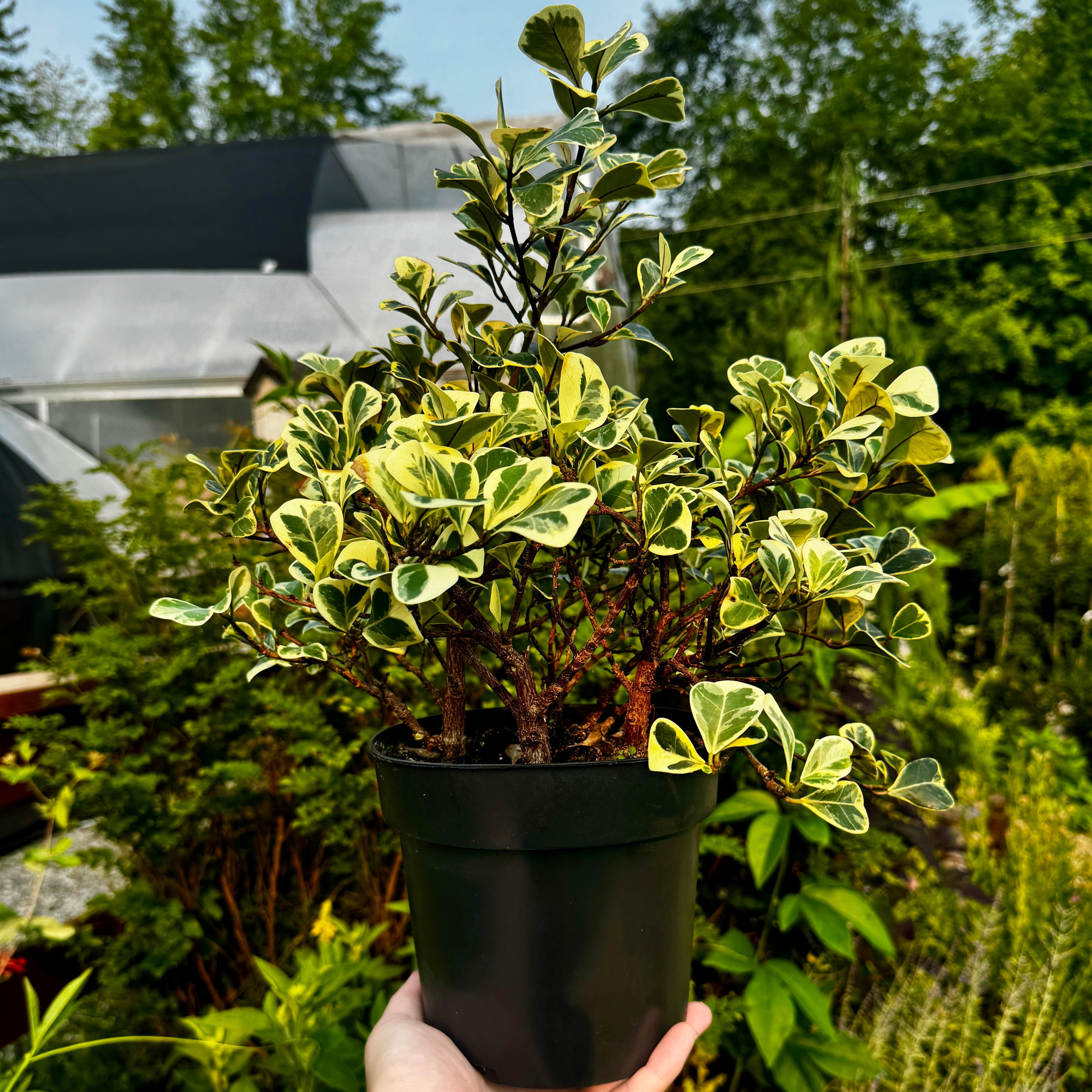 Triangle Leaf Fig | Ficus Triangularis Variegata