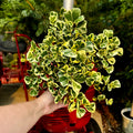 Triangle Leaf Fig | Ficus Triangularis Variegata