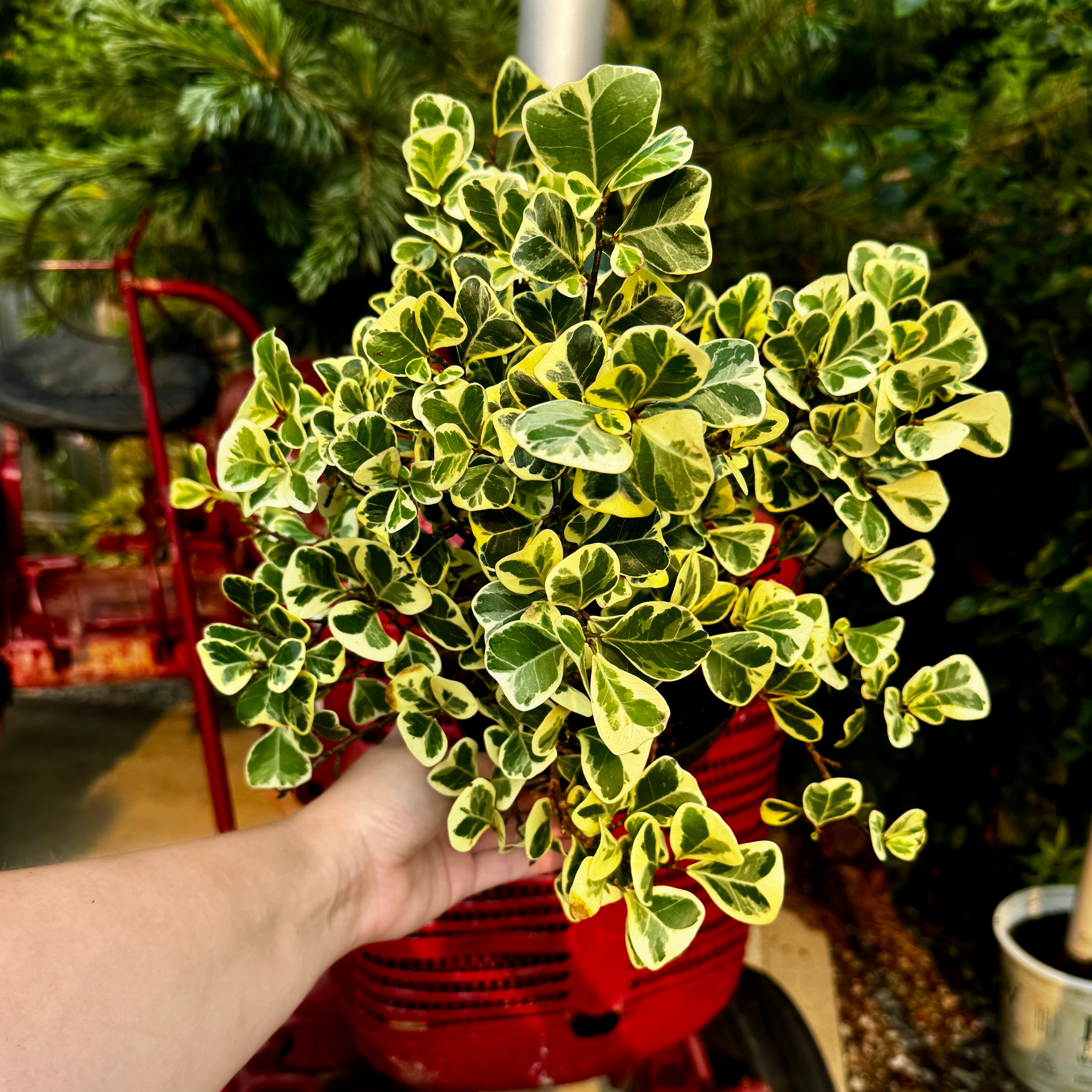 Triangle Leaf Fig | Ficus Triangularis Variegata