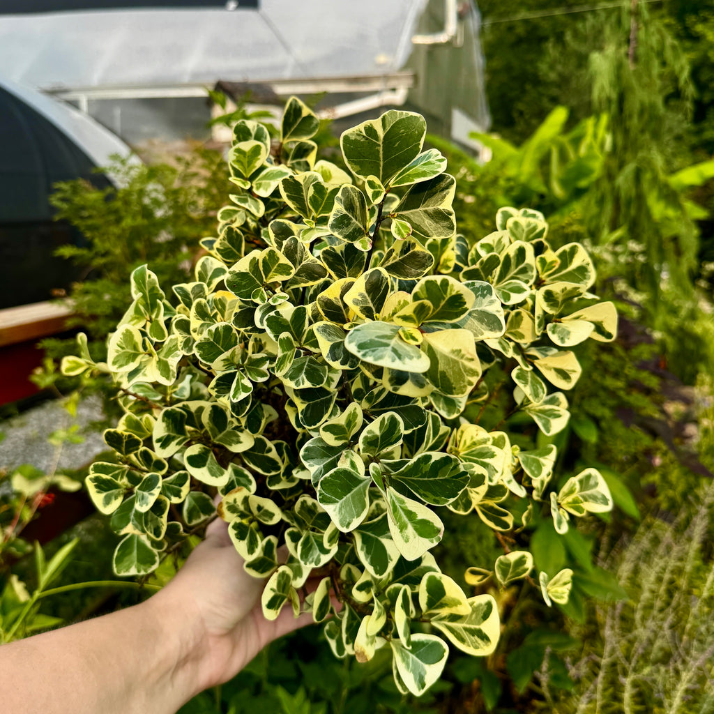 Triangle Leaf Fig | Ficus Triangularis Variegata