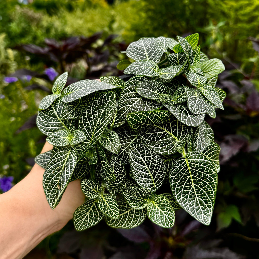 Nerve Plant | Fittonia albeviens 'Silver'