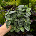 Nerve Plant | Fittonia albeviens 'Silver'