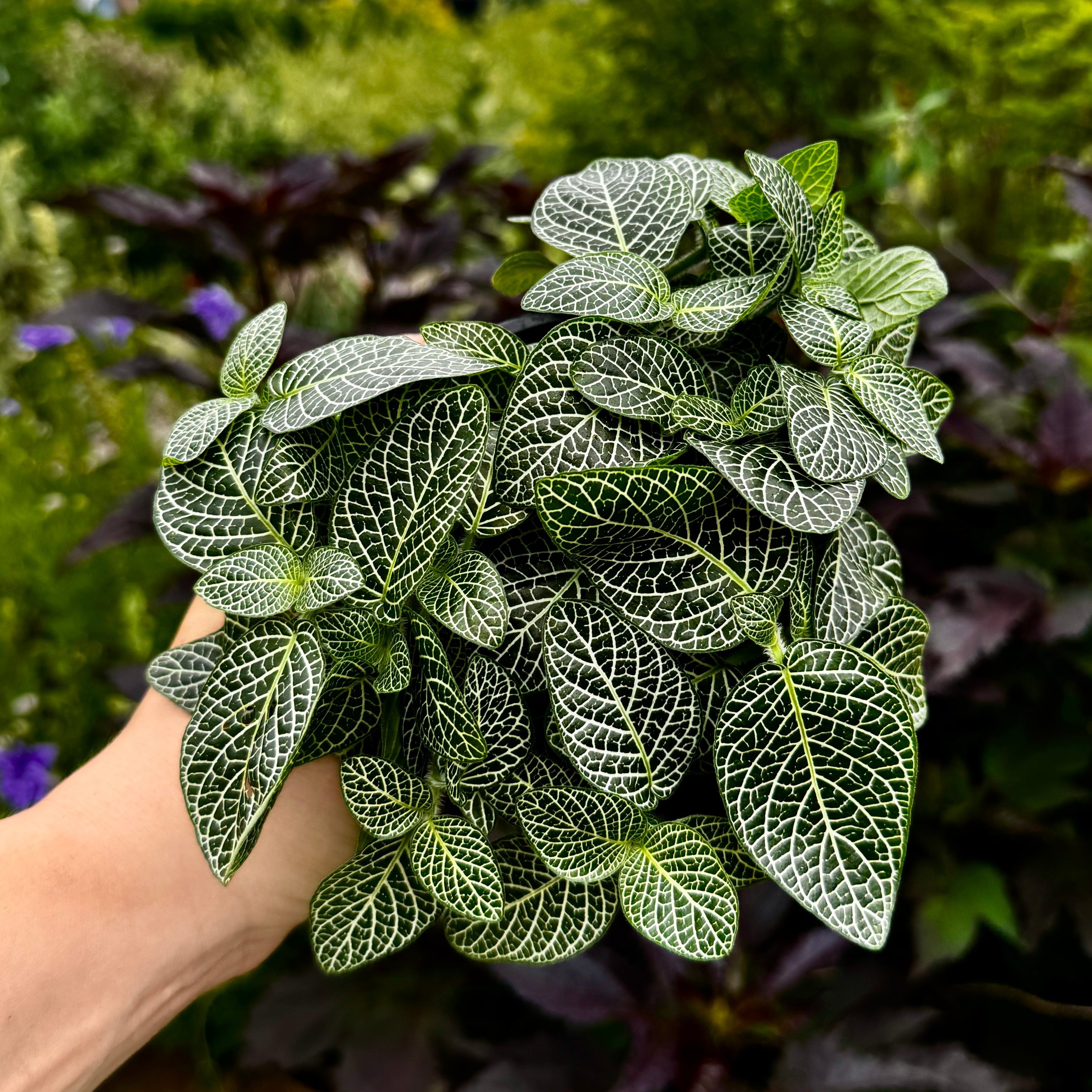 Nerve Plant | Fittonia albeviens 'Silver'
