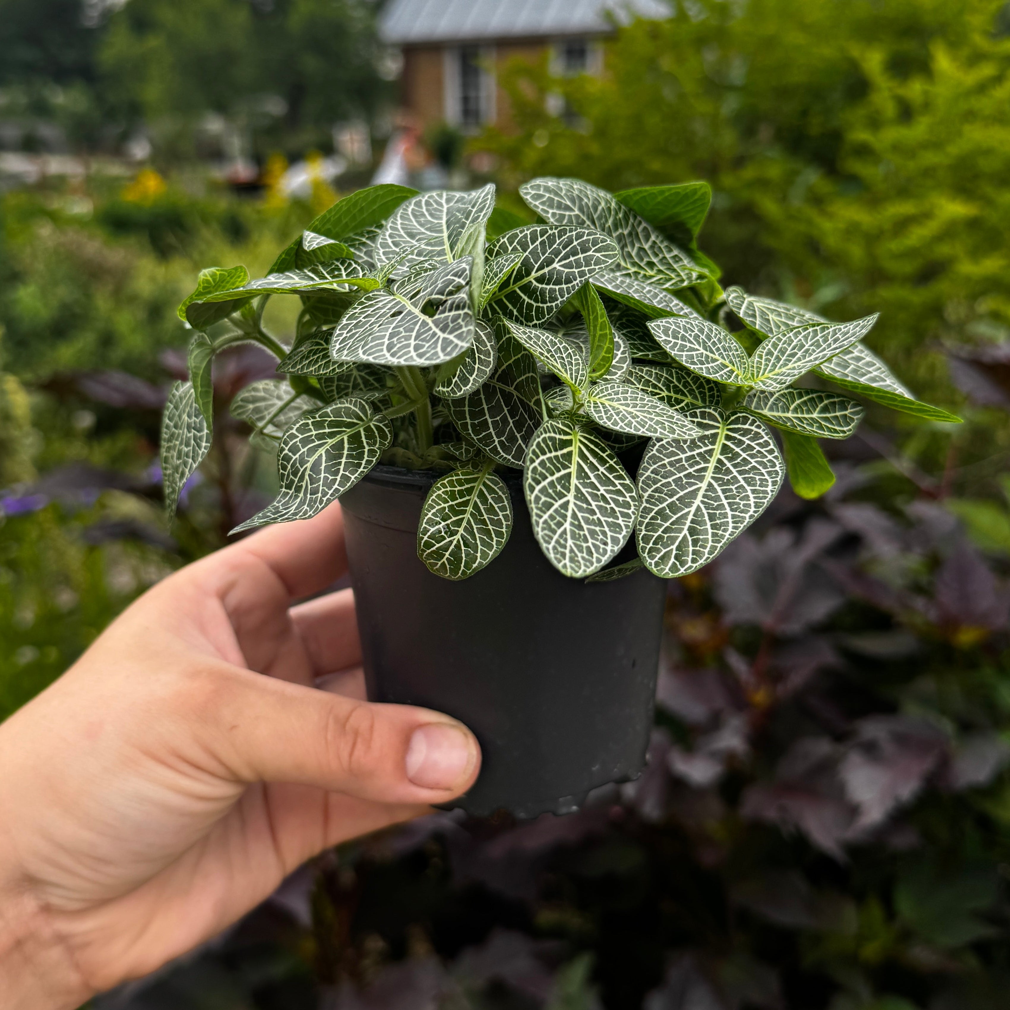 Nerve Plant | Fittonia albeviens 'Silver'