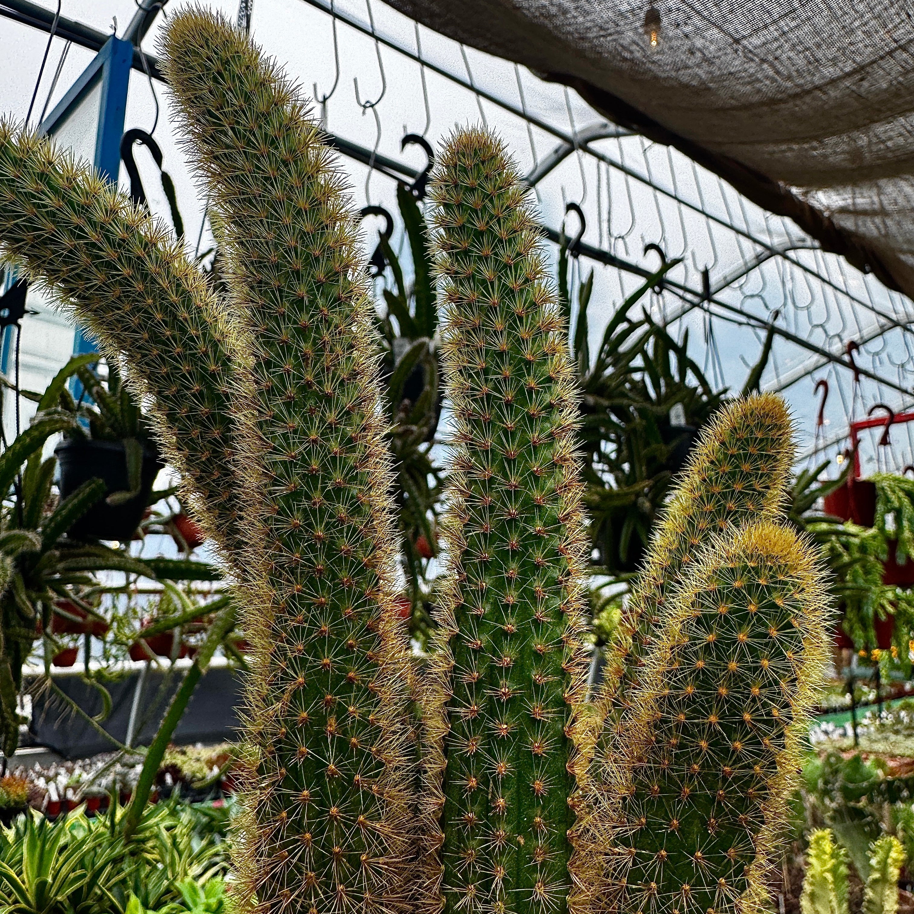 Foxtail Cactus | Cleistocactus winteri