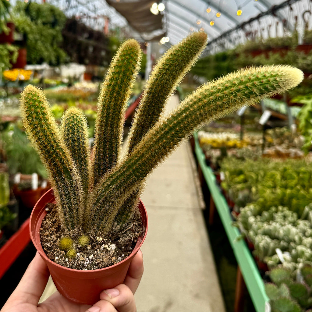 Foxtail Cactus | Cleistocactus winteri