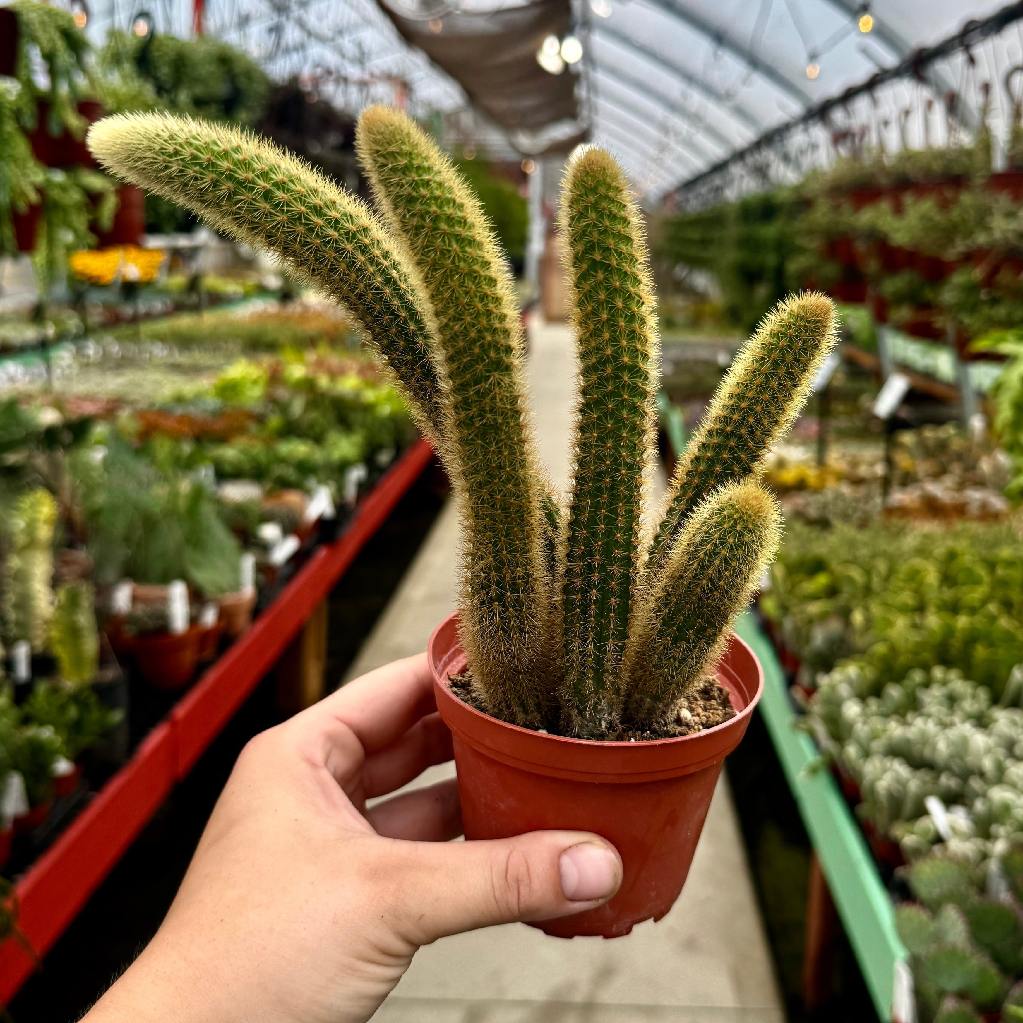 Foxtail Cactus | Cleistocactus winteri