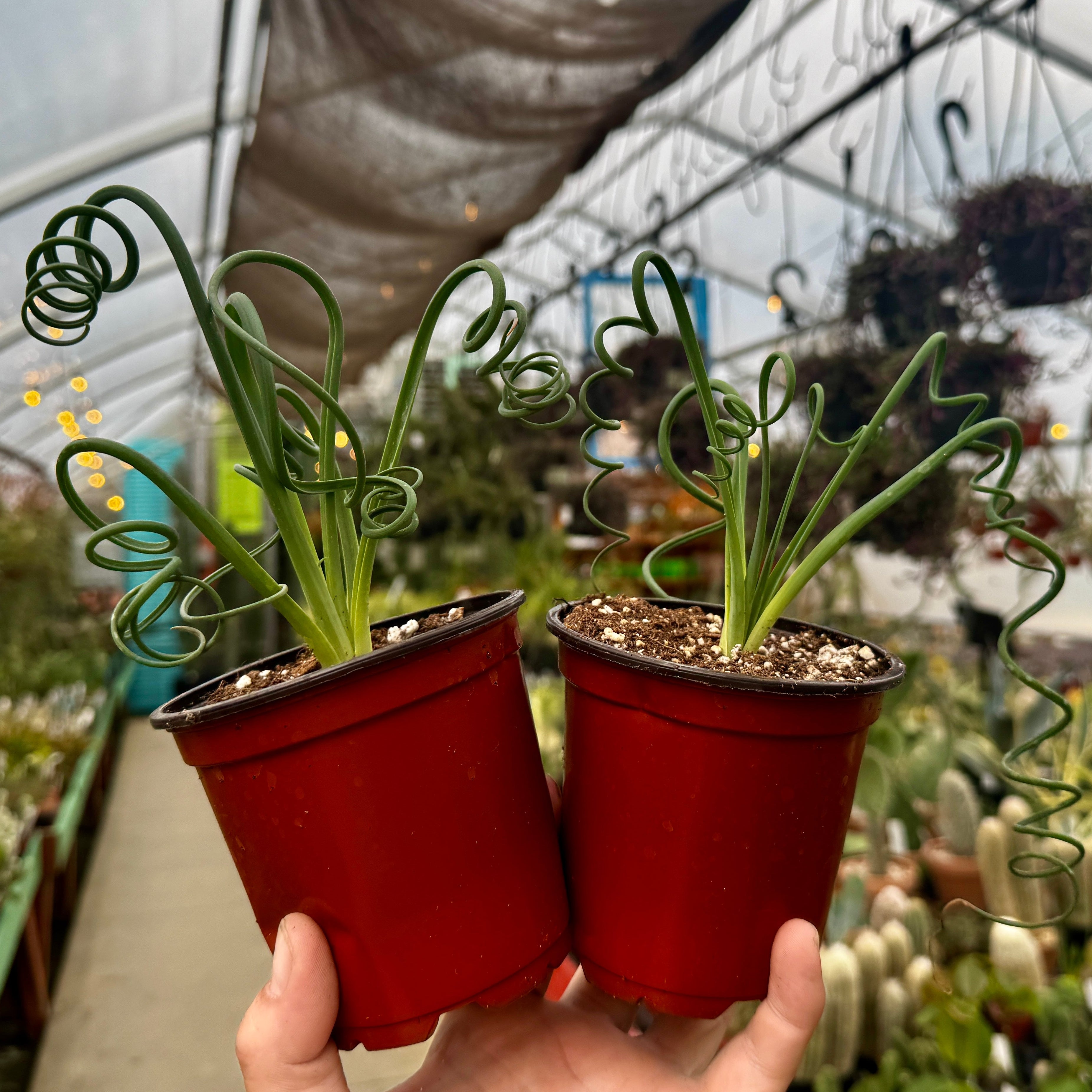 Frizzle Sizzle |Albuca spiralis