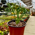 Frizzle Sizzle |Albuca spiralis