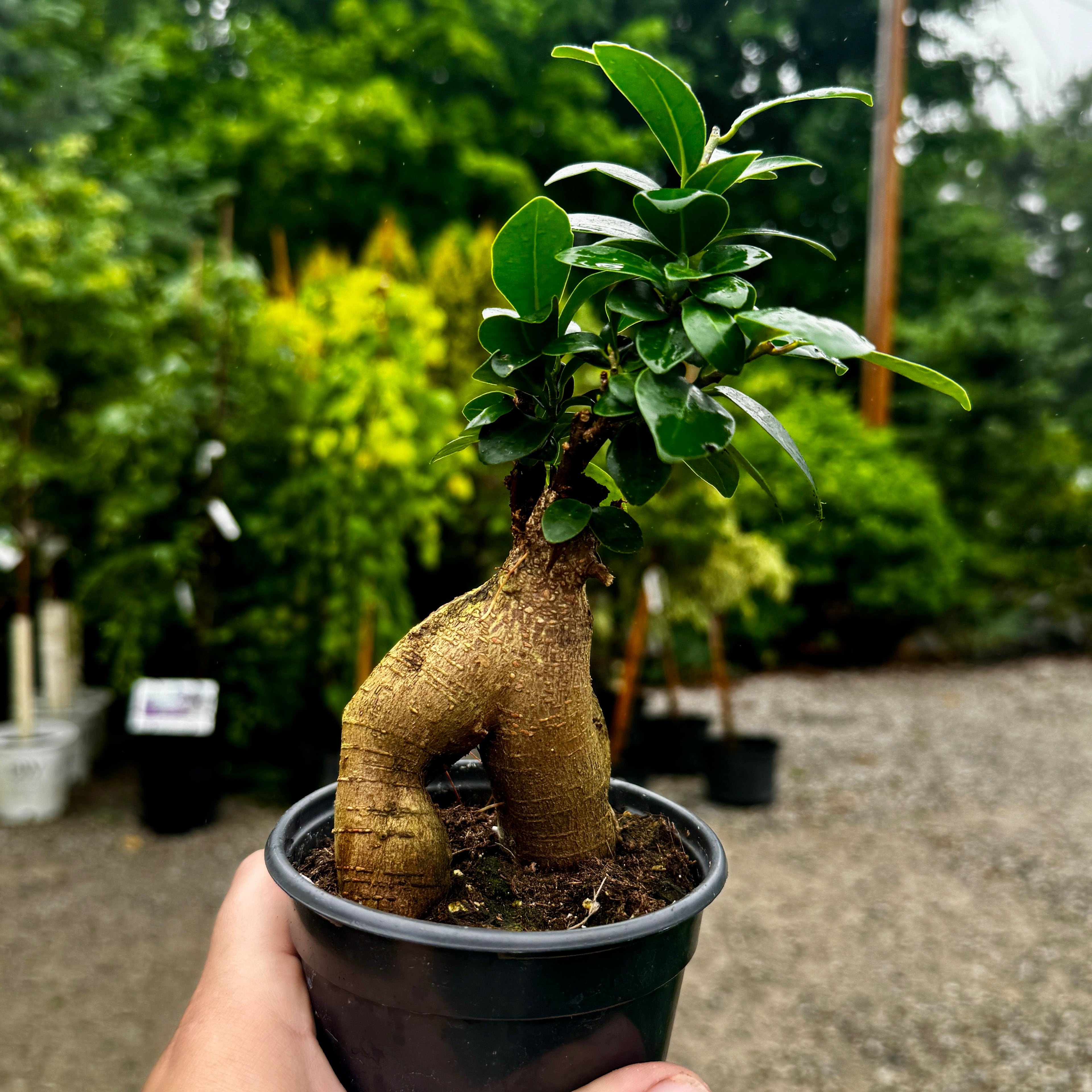 Ginseng Ficus | Ficus microcarpa