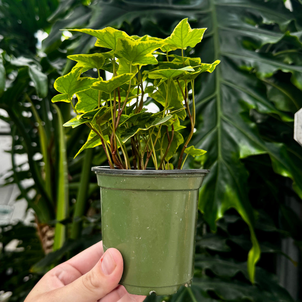 Gold Variegated Ivy | 4" Hedera helix 'Goldchild'