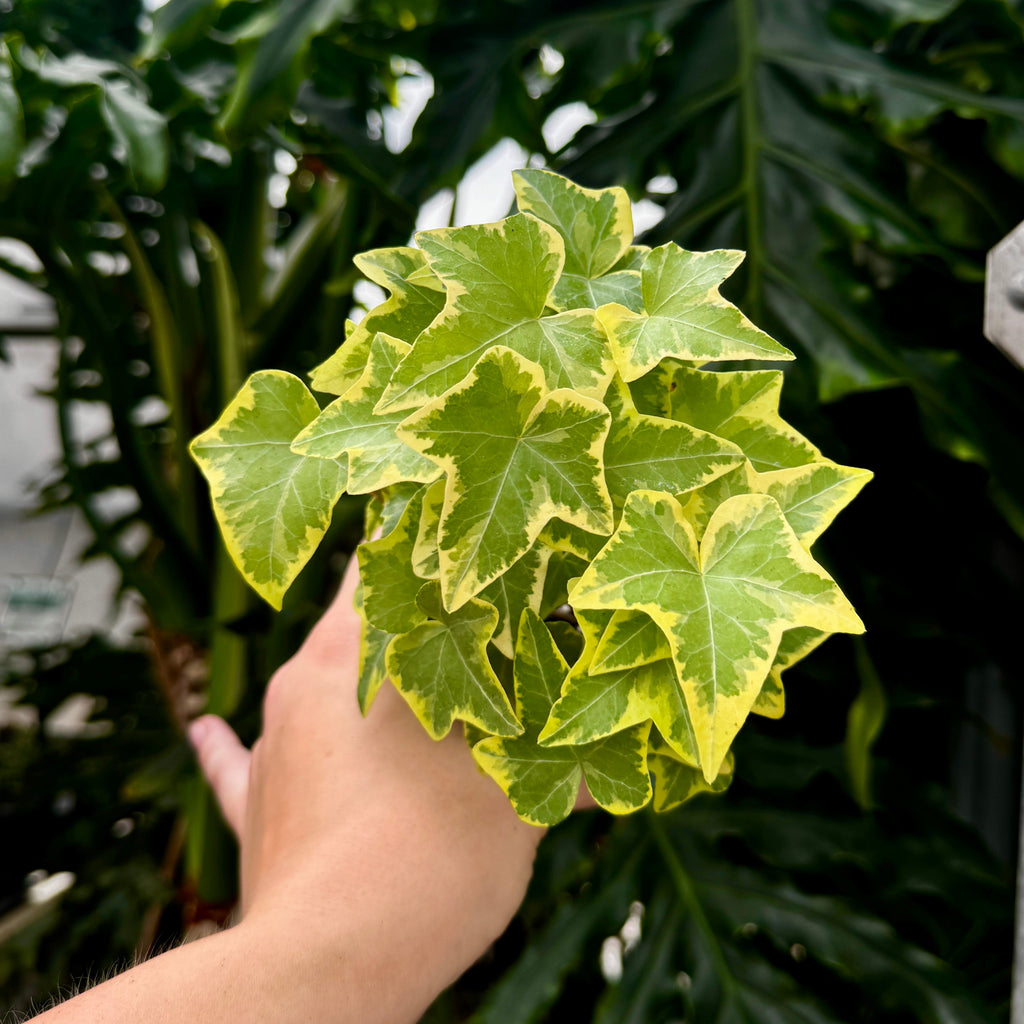Gold Variegated Ivy | 4" Hedera helix 'Goldchild'