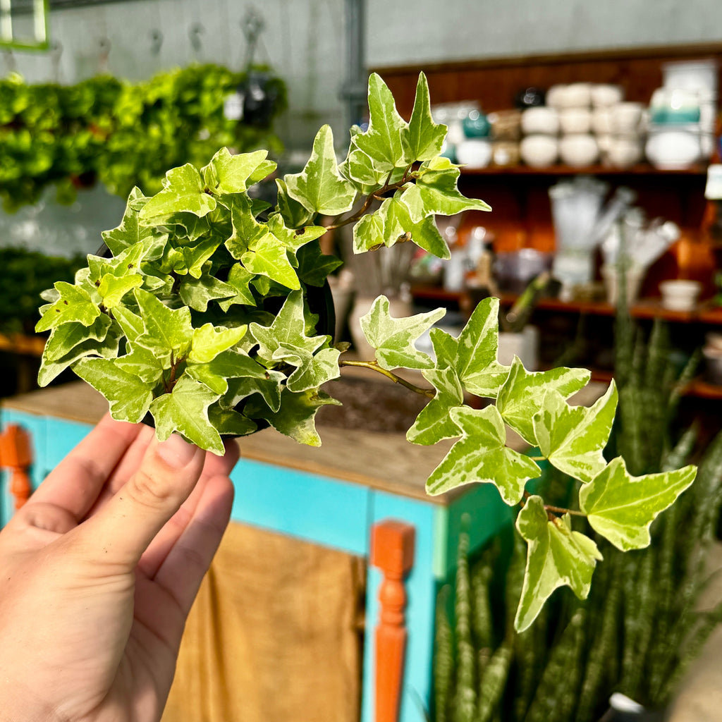 White Variegated Ivy | 4" Hedera helix variegata