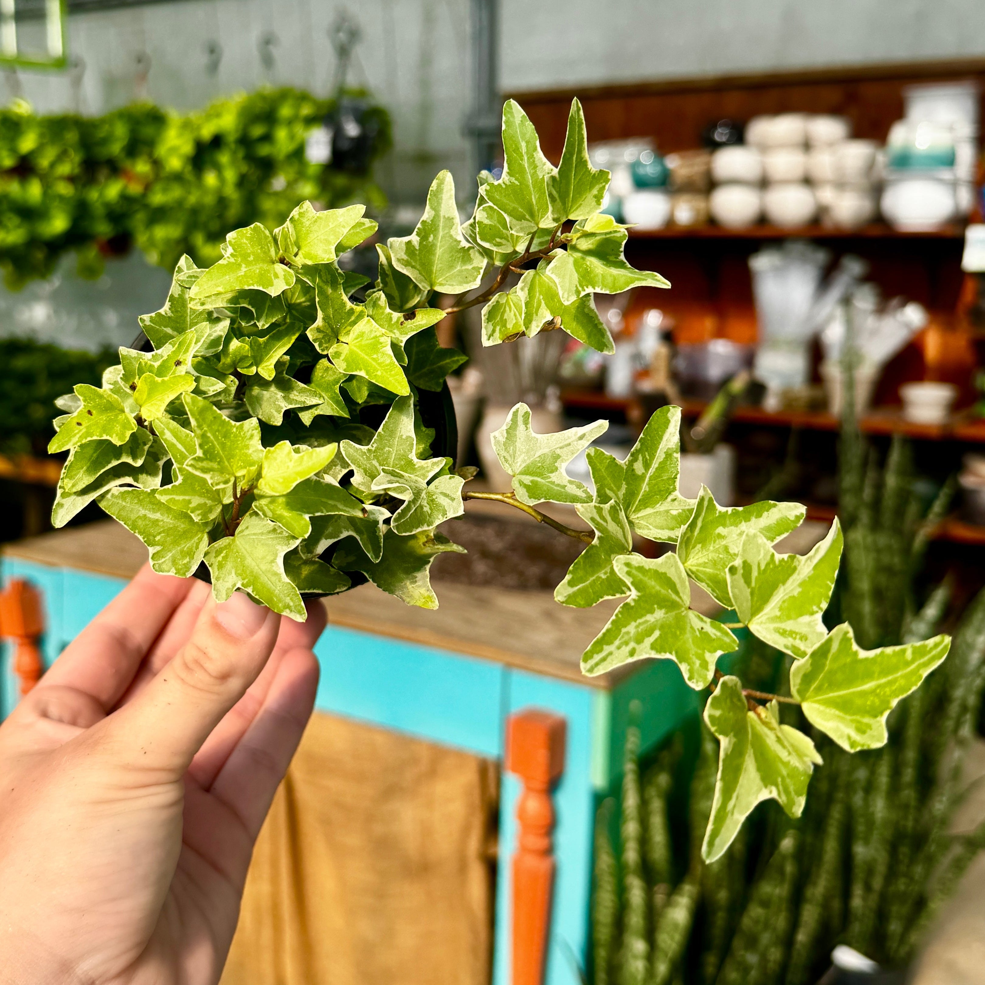 White Variegated Ivy | 4" Hedera helix variegata
